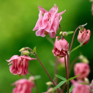 Nora Barlow Columbine Seeds - Cold Resistant Flower Seeds - 25 Seed Pack - Image 16