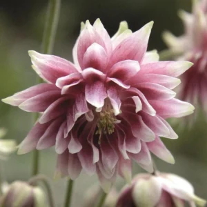 Nora Barlow Columbine Seeds - Cold Resistant Flower Seeds - 25 Seed Pack - Image 17