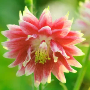Nora Barlow Columbine Seeds - Cold Resistant Flower Seeds - 25 Seed Pack - Image 2