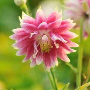 Nora Barlow Columbine Seeds - Cold Resistant Flower Seeds - 25 Seed Pack - Image 3