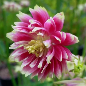 Nora Barlow Columbine Seeds - Cold Resistant Flower Seeds - 25 Seed Pack - Image 4