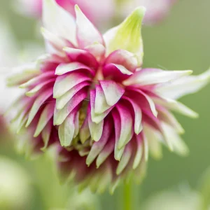 Nora Barlow Columbine Seeds - Cold Resistant Flower Seeds - 25 Seed Pack - Image 5
