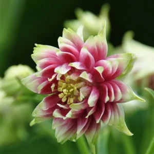 Nora Barlow Columbine Seeds - Cold Resistant Flower Seeds - 25 Seed Pack - Image 6