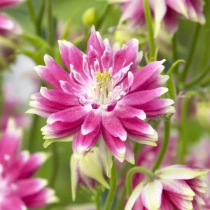 Nora Barlow Columbine Seeds - Cold Resistant Flower Seeds - 25 Seed Pack - Image 7
