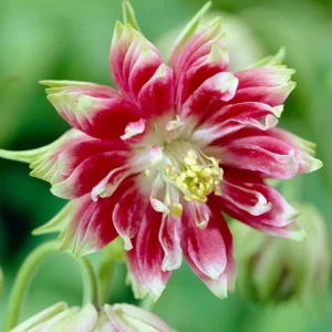 Nora Barlow Columbine Seeds - Cold Resistant Flower Seeds - 25 Seed Pack - Image 8