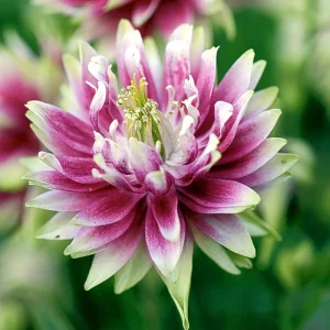 Nora Barlow Columbine Seeds - Cold Resistant Flower Seeds - 25 Seed Pack - Image 9