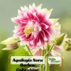 Nora Barlow Columbine Seeds - Cold Resistant Flower Seeds - 25 Seed Pack - Image 1