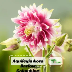 Nora Barlow Columbine Seeds - Cold Resistant Flower Seeds - 25 Seed Pack - Image 1