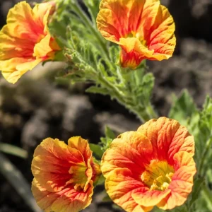 Oenothera Fruticosa Blood Orange Evening Primrose Seeds - Perennial, Drought Tolerant - 30 Seeds - Image 11
