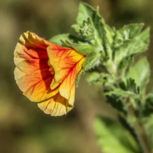 Oenothera Fruticosa Blood Orange Evening Primrose Seeds - Perennial, Drought Tolerant - 30 Seeds - Image 12