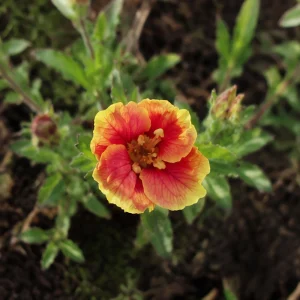 Oenothera Fruticosa Blood Orange Evening Primrose Seeds - Perennial, Drought Tolerant - 30 Seeds - Image 13
