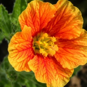 Oenothera Fruticosa Blood Orange Evening Primrose Seeds - Perennial, Drought Tolerant - 30 Seeds - Image 15