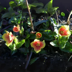 Oenothera Fruticosa Blood Orange Evening Primrose Seeds - Perennial, Drought Tolerant - 30 Seeds - Image 2