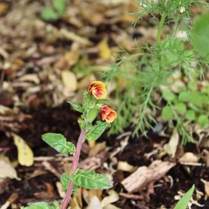 Oenothera Fruticosa Blood Orange Evening Primrose Seeds - Perennial, Drought Tolerant - 30 Seeds - Image 5