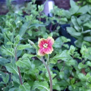Oenothera Fruticosa Blood Orange Evening Primrose Seeds - Perennial, Drought Tolerant - 30 Seeds - Image 7