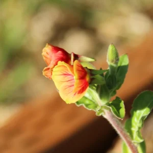 Oenothera Fruticosa Blood Orange Evening Primrose Seeds - Perennial, Drought Tolerant - 30 Seeds - Image 8