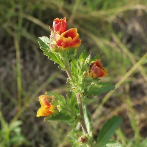 Oenothera Fruticosa Blood Orange Evening Primrose Seeds - Perennial, Drought Tolerant - 30 Seeds - Image 9