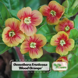 Oenothera Fruticosa Blood Orange Evening Primrose Seeds - Perennial, Drought Tolerant - 30 Seeds - Image 1