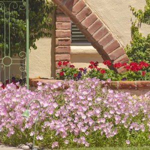 Oenothera speciosa 'Siskiyou' Evening Primrose Seeds - 30 Seed Pack - Perennial - Image 10