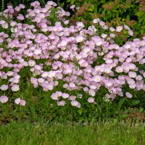 Oenothera speciosa 'Siskiyou' Evening Primrose Seeds - 30 Seed Pack - Perennial - Image 11