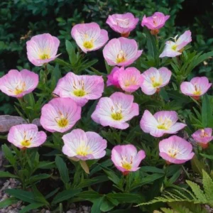 Oenothera speciosa 'Siskiyou' Evening Primrose Seeds - 30 Seed Pack - Perennial - Image 12