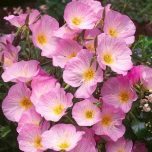 Oenothera speciosa 'Siskiyou' Evening Primrose Seeds - 30 Seed Pack - Perennial - Image 13