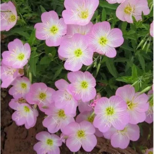 Oenothera speciosa 'Siskiyou' Evening Primrose Seeds - 30 Seed Pack - Perennial - Image 14