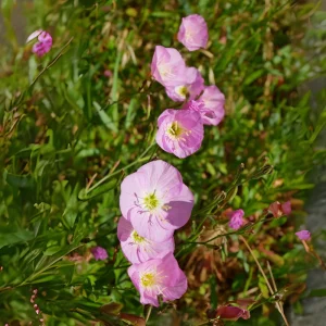 Oenothera speciosa 'Siskiyou' Evening Primrose Seeds - 30 Seed Pack - Perennial - Image 15