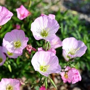 Oenothera speciosa 'Siskiyou' Evening Primrose Seeds - 30 Seed Pack - Perennial - Image 2