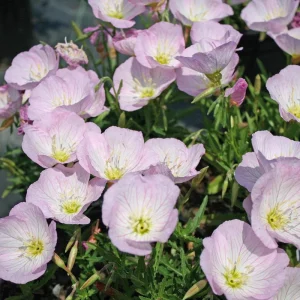 Oenothera speciosa 'Siskiyou' Evening Primrose Seeds - 30 Seed Pack - Perennial - Image 3