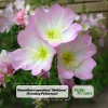 Oenothera speciosa 'Siskiyou' Evening Primrose Seeds - 30 Seed Pack - Perennial - Image 1