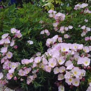 Oenothera speciosa 'Siskiyou' Evening Primrose Seeds - 30 Seed Pack - Perennial - Image 4