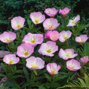 Oenothera speciosa 'Siskiyou' Evening Primrose Seeds - 30 Seed Pack - Perennial - Image 5