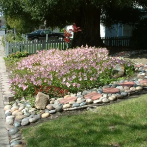 Oenothera speciosa 'Siskiyou' Evening Primrose Seeds - 30 Seed Pack - Perennial - Image 6