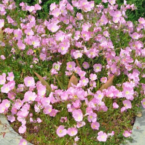 Oenothera speciosa 'Siskiyou' Evening Primrose Seeds - 30 Seed Pack - Perennial - Image 7