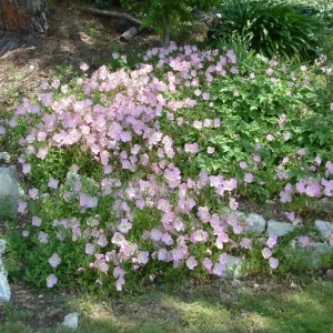 Oenothera speciosa 'Siskiyou' Evening Primrose Seeds - 30 Seed Pack - Perennial - Image 8