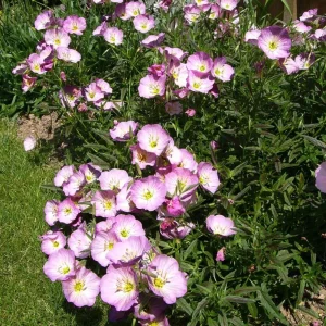 Oenothera speciosa 'Siskiyou' Evening Primrose Seeds - 30 Seed Pack - Perennial - Image 9