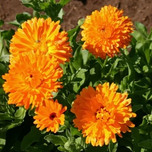 Orange Calendula Flower Seeds – 50 Seeds – Perennial – Non-GMO – Easy Grow - Image 10