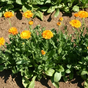 Orange Calendula Flower Seeds – 50 Seeds – Perennial – Non-GMO – Easy Grow - Image 11