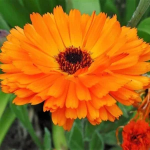 Orange Calendula Flower Seeds – 50 Seeds – Perennial – Non-GMO – Easy Grow - Image 12