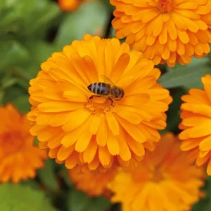 Orange Calendula Flower Seeds – 50 Seeds – Perennial – Non-GMO – Easy Grow - Image 13