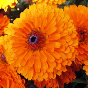 Orange Calendula Flower Seeds – 50 Seeds – Perennial – Non-GMO – Easy Grow - Image 14