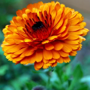 Orange Calendula Flower Seeds – 50 Seeds – Perennial – Non-GMO – Easy Grow - Image 2
