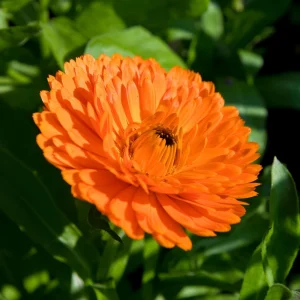 Orange Calendula Flower Seeds – 50 Seeds – Perennial – Non-GMO – Easy Grow - Image 3