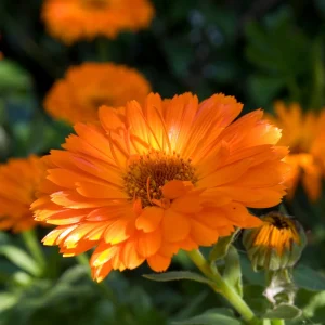 Orange Calendula Flower Seeds – 50 Seeds – Perennial – Non-GMO – Easy Grow - Image 4