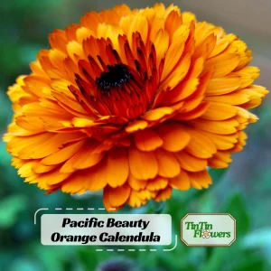 Orange Calendula Flower Seeds – 50 Seeds – Perennial – Non-GMO – Easy Grow - Image 1