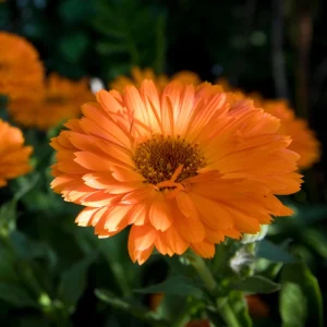 Orange Calendula Flower Seeds – 50 Seeds – Perennial – Non-GMO – Easy Grow - Image 5