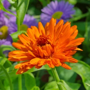 Orange Calendula Flower Seeds – 50 Seeds – Perennial – Non-GMO – Easy Grow - Image 6