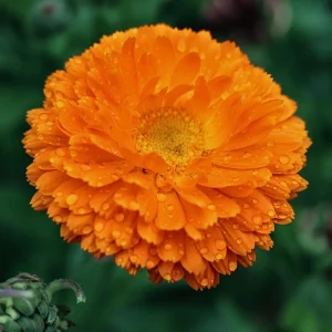 Orange Calendula Flower Seeds – 50 Seeds – Perennial – Non-GMO – Easy Grow - Image 7