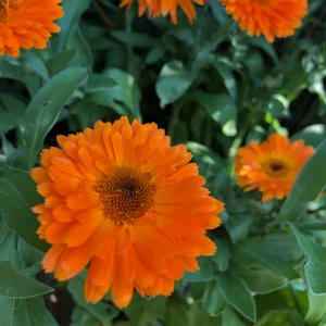 Orange Calendula Flower Seeds – 50 Seeds – Perennial – Non-GMO – Easy Grow - Image 8